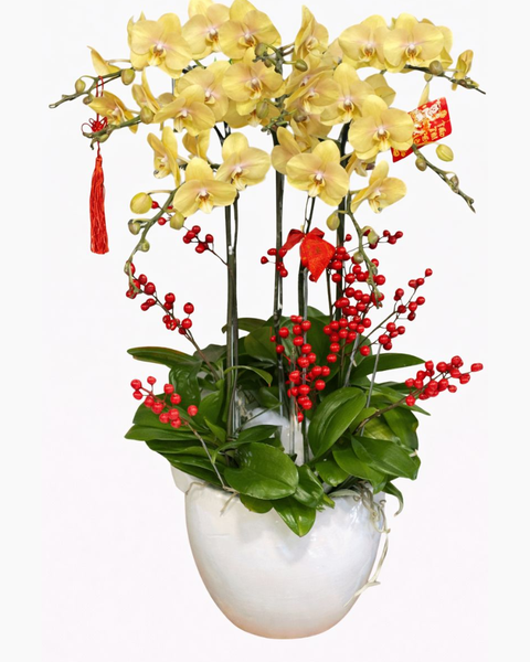 Lan Hồ Điệp: Chậu Hoa Lan Hồ Điệp 8 Cành Vàng Nâu - LHĐ114