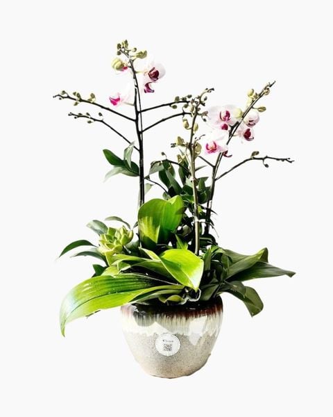 Lan Hồ Điệp: Chậu Lan Hồ Điệp Thanh Lan Tinh Khôi - LHD225