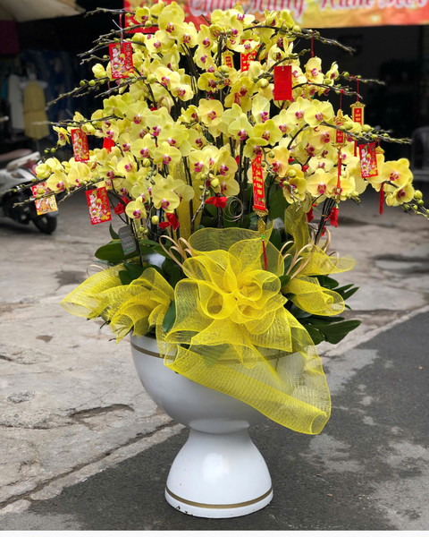 Lan Hồ Điệp: Chậu Lan Hồ Điệp Trường Phát - LHĐ170