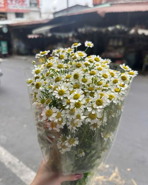 Hoa Cắt Cành: Hoa Cúc Tana - HCC01