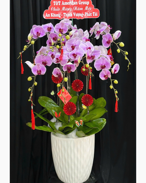 Lan Hồ Điệp: Chậu Lan Hồ Điệp Như Ý - LHĐ179