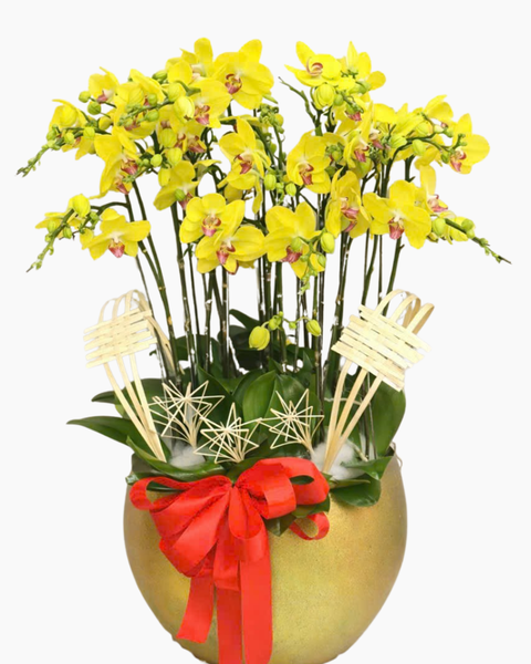 Lan Hồ Điệp: Chậu Lan Hồ Điệp Trường Thịnh   - LHĐ173