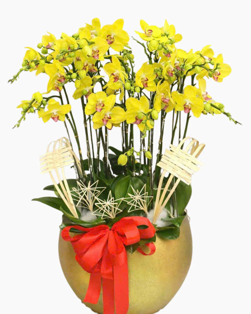  Chậu Lan Hồ Điệp Trường Thịnh   - LHĐ173 