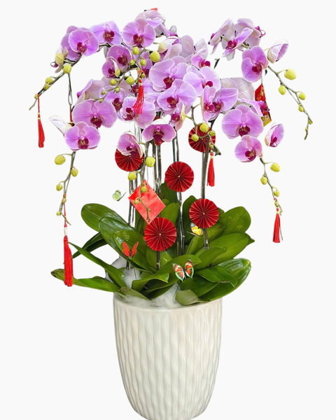 Lan Hồ Điệp: Chậu Lan Hồ Điệp Như Ý - LHĐ179
