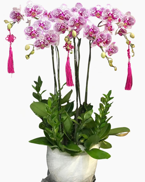 Lan Hồ Điệp: Chậu Lan Hồ Điệp Cát Khánh- LHĐ149