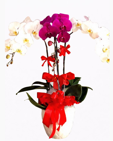 Lan Hồ Điệp: Chậu Hoa Lan Hồ Điệp Best Year - LHĐ14 - Flosa