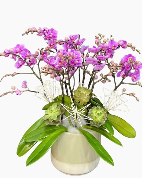 Lan Hồ Điệp: Chậu Lan Hồ Điệp Cô Nương - LHĐ206