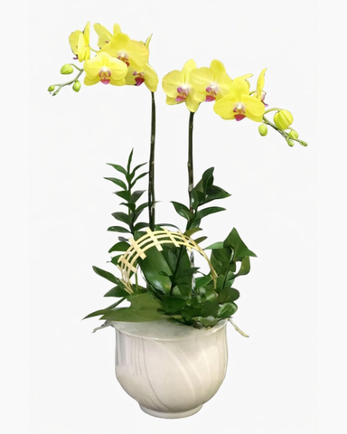 Chậu Hoa Lan Hồ Điệp Vàng - LHĐ40