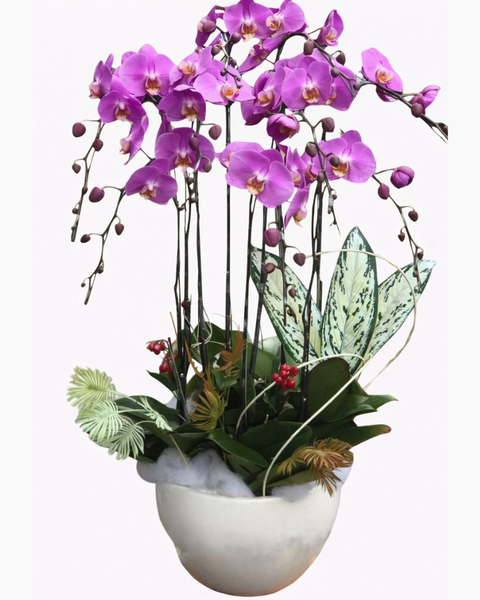 Lan Hồ Điệp: Chậu Hoa Lan Hồ Điệp - LHĐ03 - Flosa