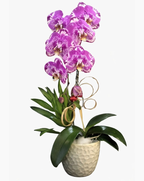Lan Hồ Điệp: Chậu Lan Hồ Điệp Tím Đột Biến - LHĐ35