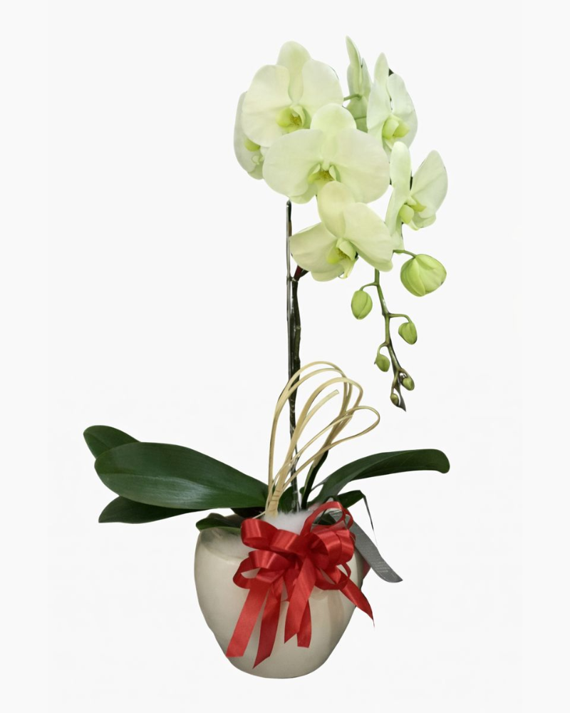 Chậu Hoa Lan Hồ Điệp Xanh Bơ - LHĐ34