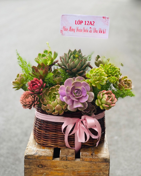 Giỏ Hoa Khai Trương: Giỏ Hoa Sen Đá - HG61