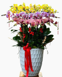  Chậu Hoa Lan Hồ Điệp 25 Cành Mix Màu - LHĐ108 