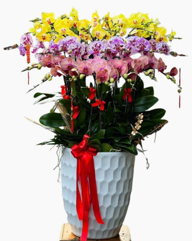 Chậu Hoa Lan Hồ Điệp 25 Cành Mix Màu - LHĐ108
