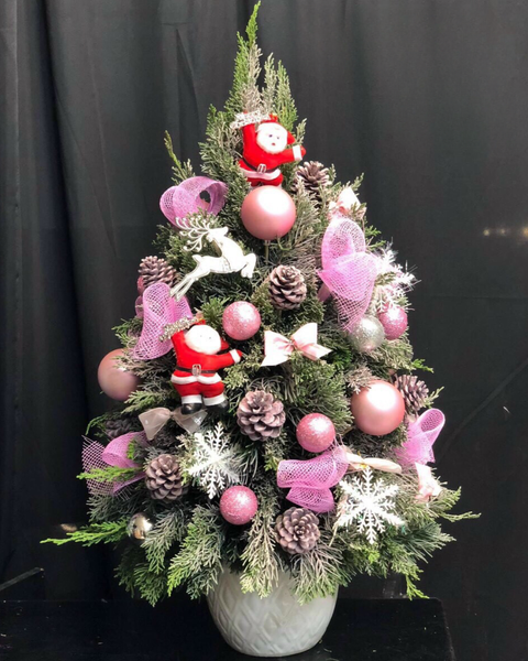 Hoa Giáng Sinh: Cây Thông Noel Tannenbaum - HGS01 - Hoa Giáng Sinh