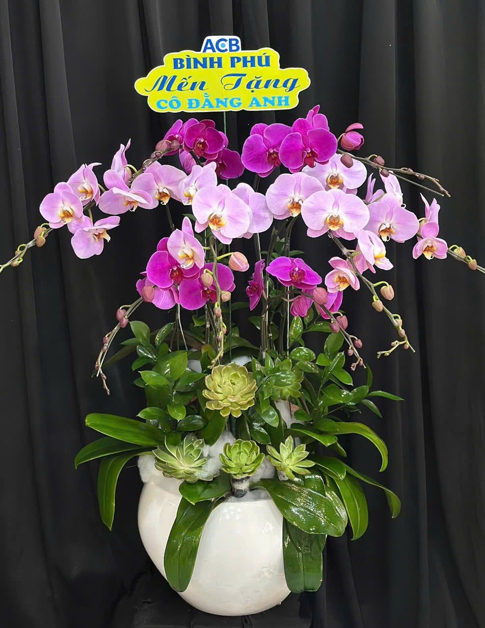  Chậu Lan Hồ Điệp Qúy Phái - LHĐ211 