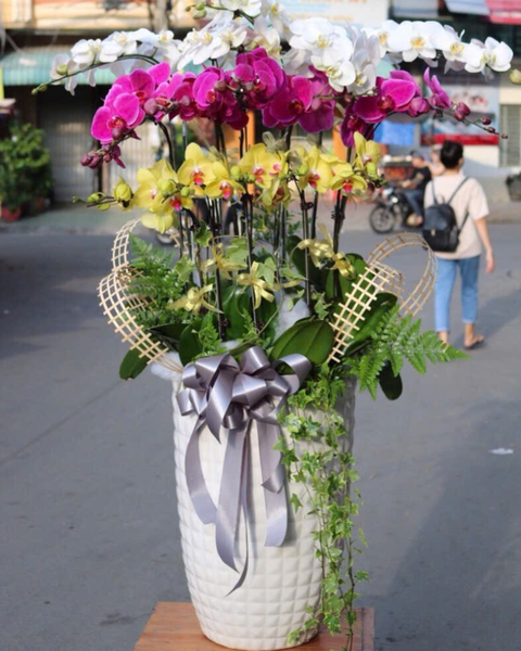 Lan Hồ Điệp: Chậu Lan Hồ Điệp Cát Hoa - LHĐ171