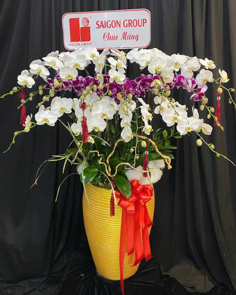 Lan Hồ Điệp: Chậu Lan Hồ Điệp Phú Gia - LHĐ151