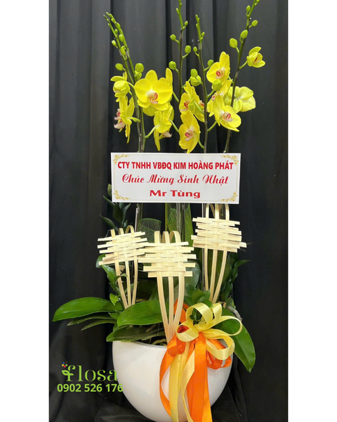 Lan Hồ Điệp: Chậu Lan Hồ Điệp Vàng Phát - LHĐ129