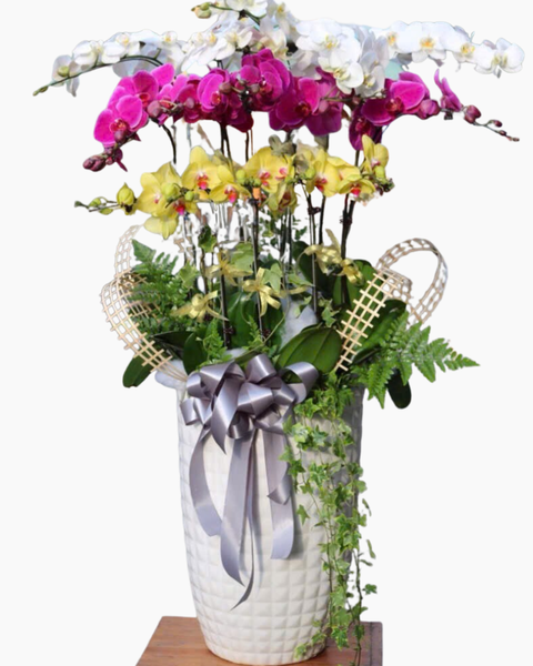 Lan Hồ Điệp: Chậu Lan Hồ Điệp Cát Hoa - LHĐ171