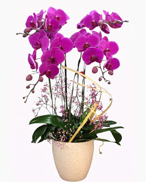 Lan Hồ Điệp: Chậu Hoa Lan Hồ Điệp Tím - LHĐ39