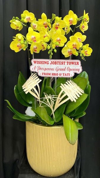 Lan Hồ Điệp: Chậu Lan Hồ Điệp Phát Tài - LHĐ208