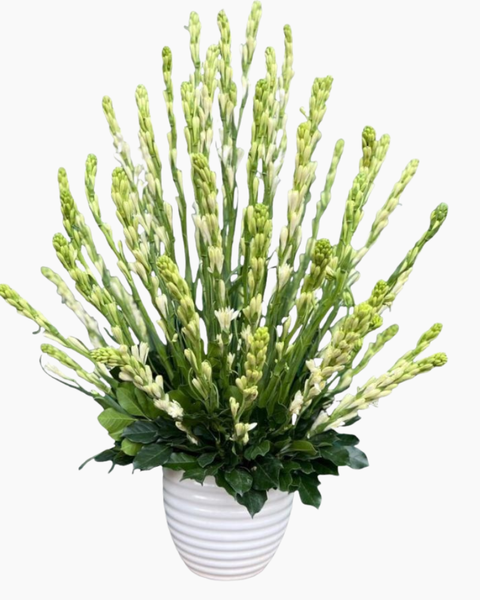 Hoa Cắm Bình: Bình Hoa Tươi Hoa Huệ Trắng - HCB64