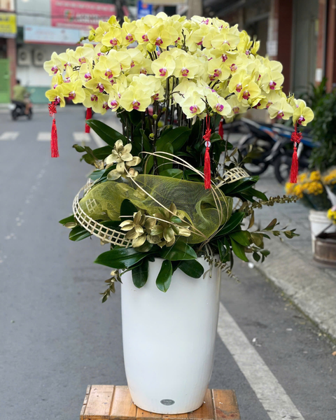 Lan Hồ Điệp: Chậu Lan Hồ Điệp Thịnh Vượng  - LHĐ137