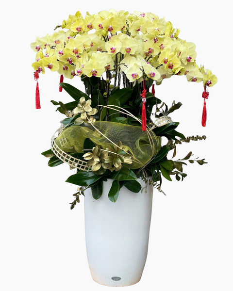 Lan Hồ Điệp: Chậu Lan Hồ Điệp Thịnh Vượng  - LHĐ137