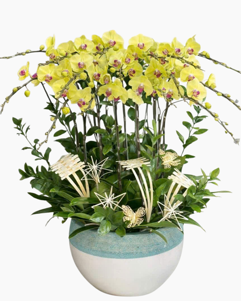 Lan Hồ Điệp: Chậu Lan Hồ Điệp Lộc Qúy- LHĐ175