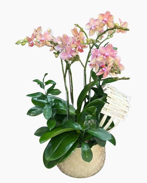 Lan Hồ Điệp: Chậu Lan Hồ Điệp Tiểu Thư - LHĐ205