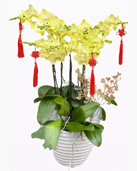 Lan Hồ Điệp: Chậu Hoa Lan Hồ Điệp Xanh Nhỏ - LHĐ101
