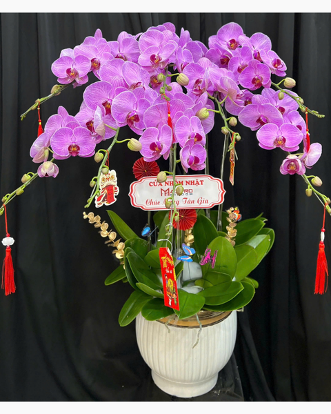 Lan Hồ Điệp: Chậu Lan Hồ Điệp Đại Lợi - LHĐ181