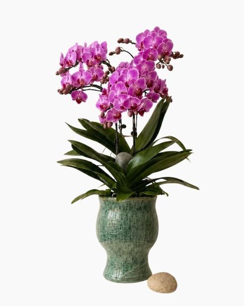 Lan Hồ Điệp: Chậu Lan Hồ Điệp Tử Ngọc Vinh Hoa - LHD243