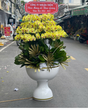  Chậu Lan Hồ Điệp Phú Thịnh  - LHĐ138 