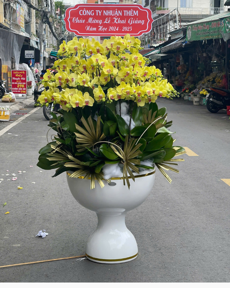  Chậu Lan Hồ Điệp Phú Thịnh  - LHĐ138 