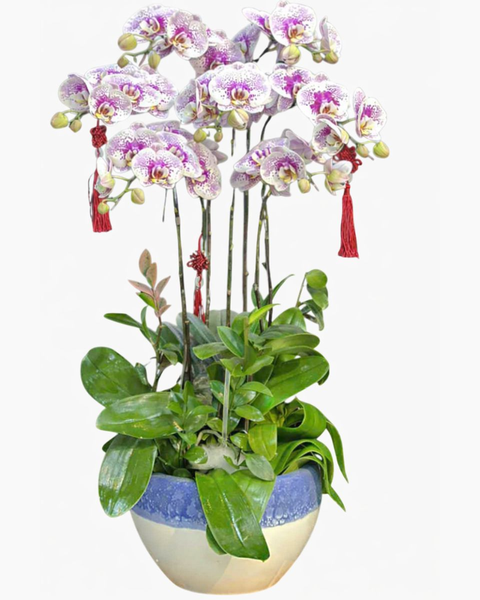 Lan Hồ Điệp: Chậu Lan Hồ Điệp Thịnh Vượng - LHĐ145