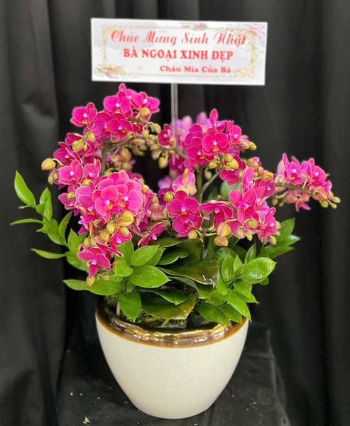 Lan Hồ Điệp: Chậu Lan Hồ Điệp Cưng Yêu - LHĐ209
