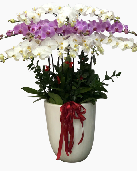 Lan Hồ Điệp: Chậu Lan Hồ Điệp Phúc Khang - LHĐ153