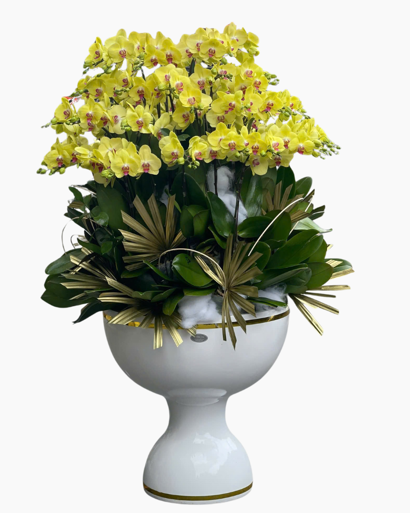  Chậu Lan Hồ Điệp Phú Thịnh  - LHĐ138 