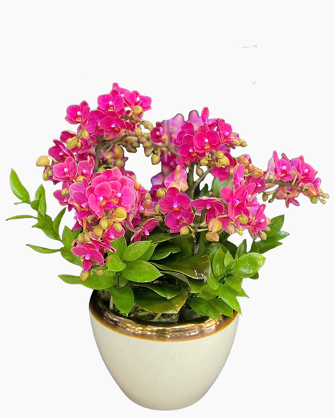 Lan Hồ Điệp: Chậu Lan Hồ Điệp Cưng Yêu - LHĐ209