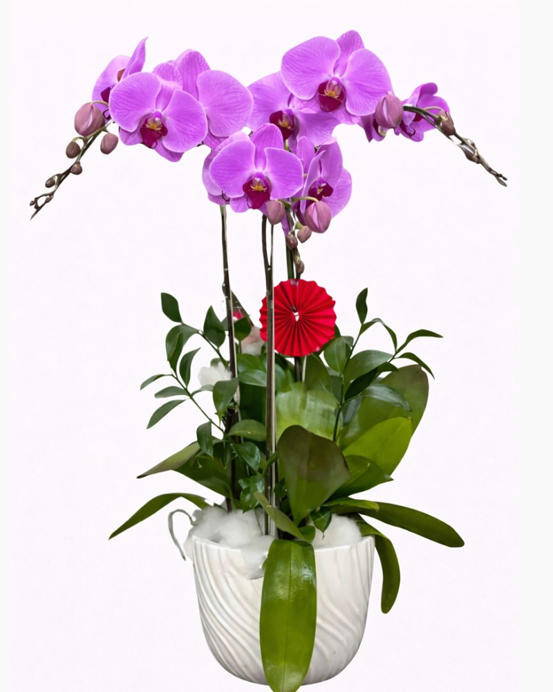 Chậu Hoa Lan Hồ Điệp Hồng - LHĐ90