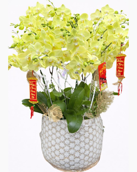 Lan Hồ Điệp: Chậu Hoa Lan Hồ Điệp Xuân Đến - LHĐ88