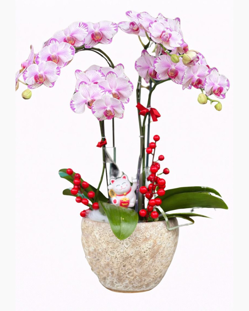  Chậu Hoa Lan Hồ Điệp Mini Tia Chớp - LHĐ85 