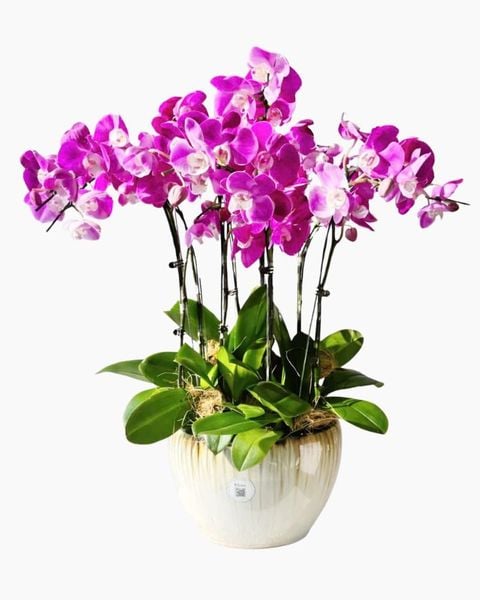 Lan Hồ Điệp: Chậu Lan Hồ Điệp Lan Hồng Kiêu Sa - LHD221