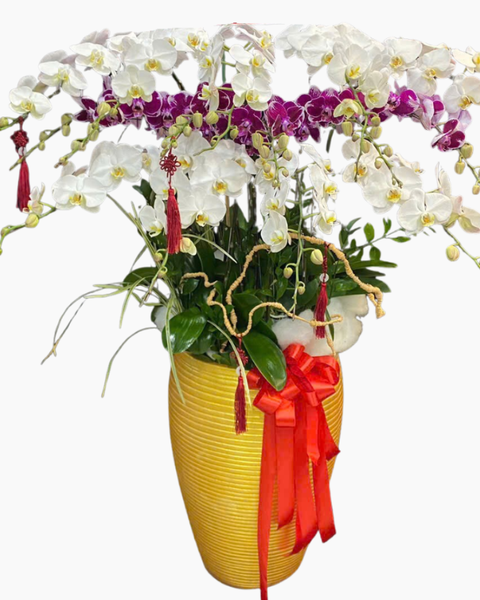 Lan Hồ Điệp: Chậu Lan Hồ Điệp Phú Gia - LHĐ151