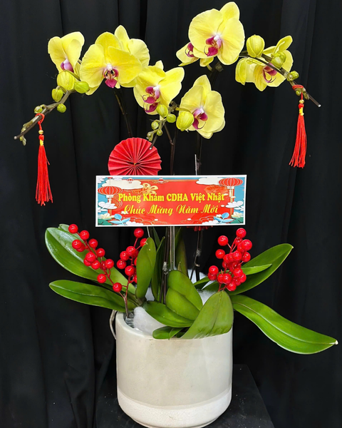 Lan Hồ Điệp: Chậu Lan Hồ Điệp Vượng Khí - LHĐ182