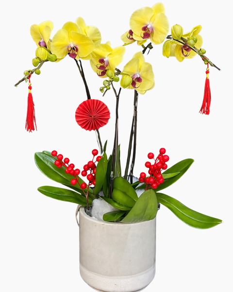 Lan Hồ Điệp: Chậu Lan Hồ Điệp Vượng Khí - LHĐ182