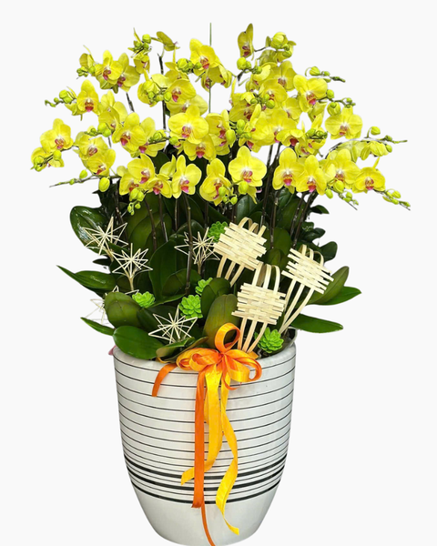 Lan Hồ Điệp: Chậu Lan Hồ Điệp Cát Tường  - LHĐ139