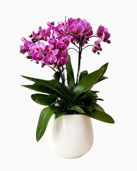 Lan Hồ Điệp: Chậu Lan Hồ Điệp Tử Ngọc An Khang - LHD245